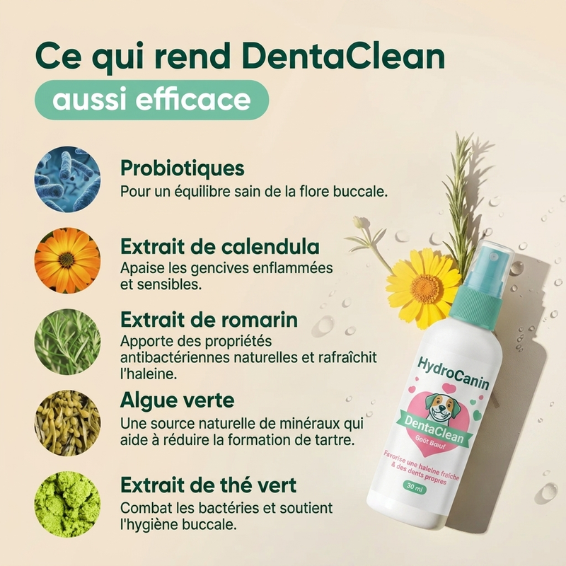 DentaClean — Dents propres et haleine fraîche, sans brossage